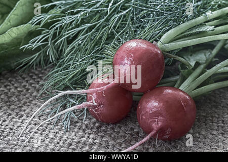 Les jeunes radis à feuilles vertes. Banque D'Images