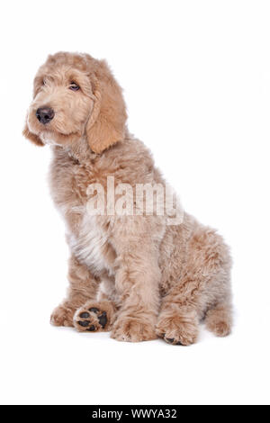 Labradoodle puppy devant un fond blanc Banque D'Images