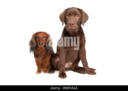 Et un teckel chiot labrador chocolat in front of white Banque D'Images