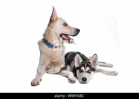 Shepherd, golden retr et Husky, American Indian dog mix Banque D'Images