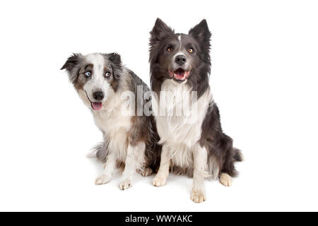 Border Collie et Berger Australien devant un fond blanc Banque D'Images