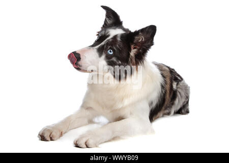 Border Collie berger devant un fond blanc Banque D'Images