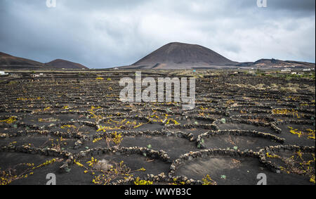 Vignobles de La Geria, Lanzarote, îles Canaries, Espagne Banque D'Images