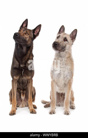Deux chiens de berger belge devant un fond blanc Banque D'Images