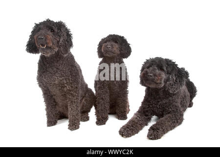 Deux labradoodle et un chien caniche in front of white Banque D'Images