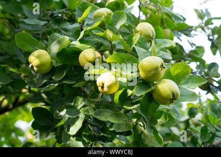 Coings dans un jardin, Constantinople coing, pomme coing Banque D'Images