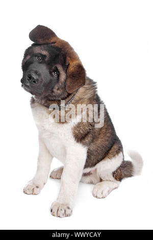 Chien chiot Akita américain devant un fond blanc Banque D'Images