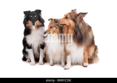 Groupe de trois Shetland Sheepdogs (shelty) assis, isolé sur fond blanc Banque D'Images