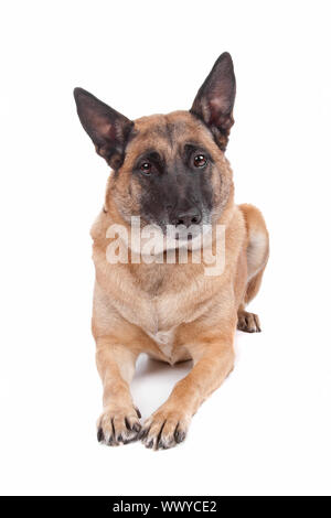 Belgique Sheperd dog lying, isolé sur fond blanc Banque D'Images