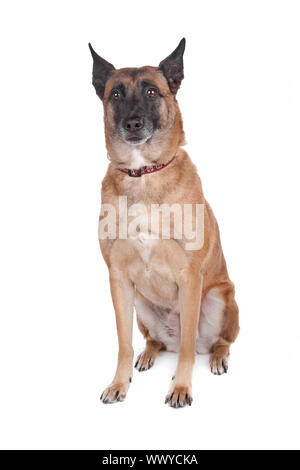 Belgique Sheperd dog sitting and looking at camera, isolé sur fond blanc Banque D'Images