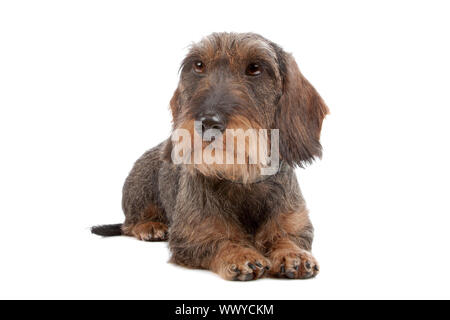 Chien Teckel poil fil couché à l'avant, isolé sur fond blanc Banque D'Images