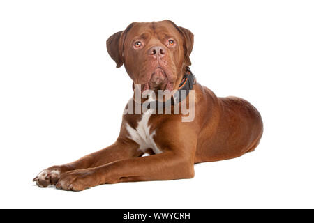 Mélanger bull mastiff,tosa inu ,isolé sur fond blanc Banque D'Images