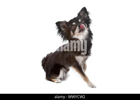 Cute Chihuahua chien avec la langue dehors, assis isolé sur fond blanc Banque D'Images