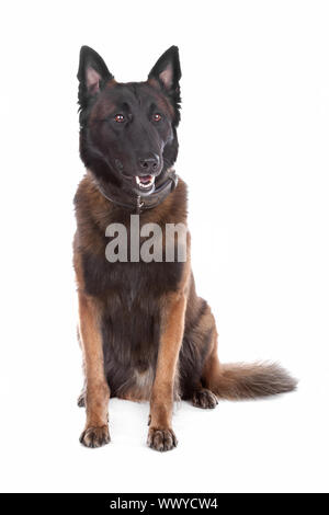 Belgique Shepherd dog sitting, isolé sur fond blanc Banque D'Images