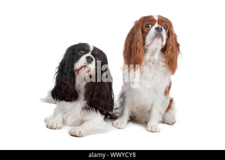 Deux Cavalier King Charles Spaniel chiens isolé sur fond blanc Banque D'Images