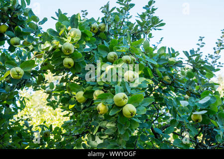 Coings dans un jardin, Constantinople coing, pomme coing Banque D'Images