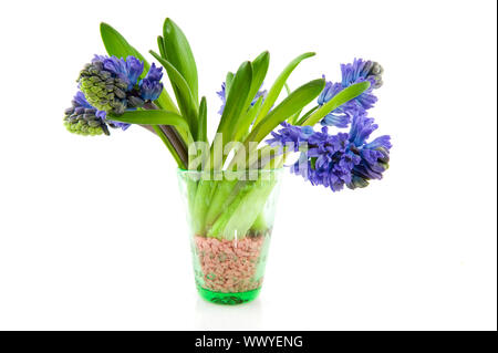 Joyeux Bouquet de jacinthes bleues dans vase isolé sur fond blanc Banque D'Images