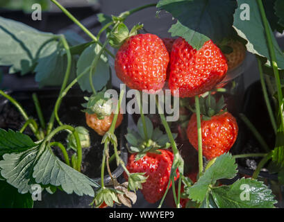 Les baies mûres de fraises dans le jardin . Banque D'Images