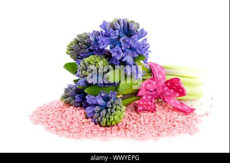 Joyeux Bouquet de jacinthes bleues isolated over white Banque D'Images