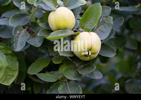 Coings dans un jardin, Constantinople coing, pomme coing Banque D'Images