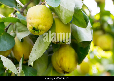 Coings dans un jardin, le portugais coing poire Banque D'Images