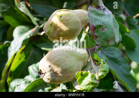 Coings dans un jardin, Constantinople coing, pomme coing Banque D'Images