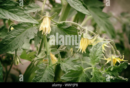 S'épanouir dans les plantes de tomates de serre. Banque D'Images