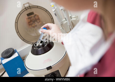 Mettre l'échantillon en centrifugeuse embryologiste Banque D'Images