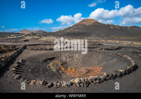 Vignobles de La Geria, Lanzarote, îles Canaries, Espagne Banque D'Images