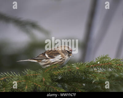 Red-legged Tarin Banque D'Images