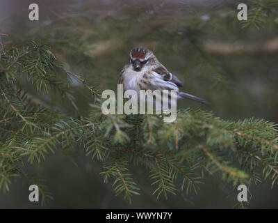 Red-legged Tarin Banque D'Images
