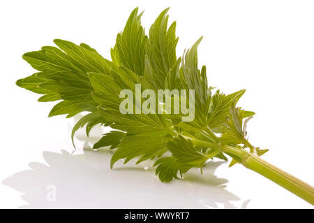 Livèche des herbes fraîches. Banque D'Images