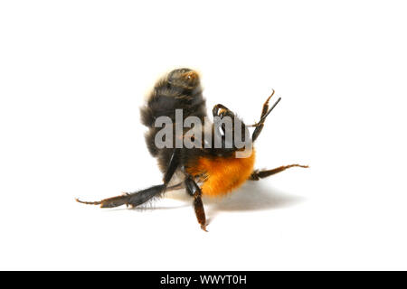 Bumble bee aérobie danse isolé sur fond blanc Banque D'Images