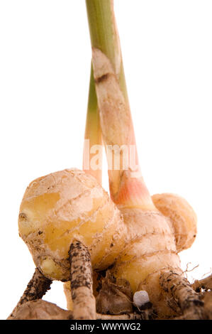 Racine de gingembre frais. plant isolé sur fond blanc Banque D'Images