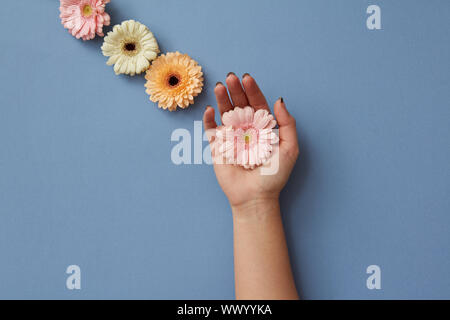 Une composition de gerberas, une main de la jeune fille tient une fleur rose sur fond bleu. Banque D'Images