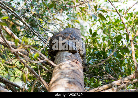 Varanus salvator ou asiatique à la surveillance de la qualité de l'eau Lac d'Hikkaduwa, Sri Lanka Banque D'Images