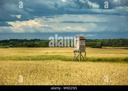 Chaire de visualisation dans un champ de céréales et nuageux ciel gris Banque D'Images