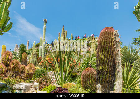 Le jardin de cactus dans le jardin exotique d'Eze, Eze, Alpes Maritimes, Provence Alpes Cote d'Azur, d'Azur, France, Europe, Méditerranée Banque D'Images