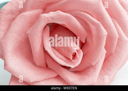 Rose rouge fleur mi close up. Banque D'Images