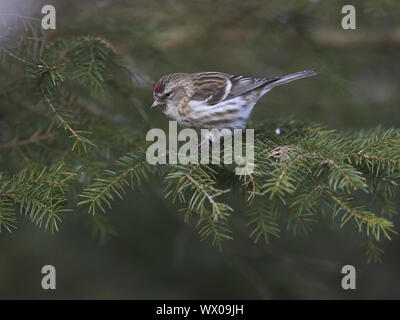 Red-legged Tarin Banque D'Images