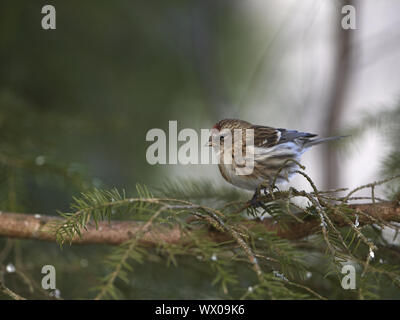 Red-legged Tarin Banque D'Images