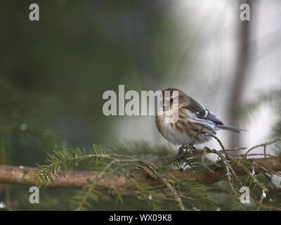 Red-legged Tarin Banque D'Images