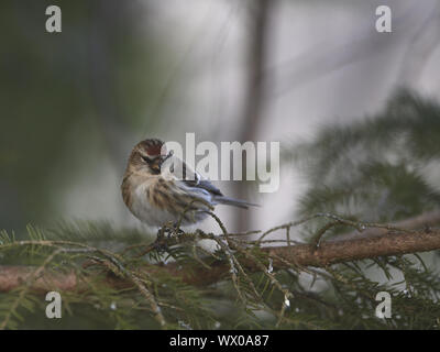 Red-legged Tarin Banque D'Images
