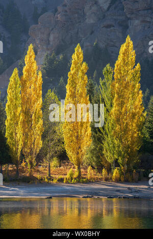 Une rangée de peupliers en couleurs automnales, San Carlos de Bariloche, Patagonie, Argentine, Amérique du Sud Banque D'Images