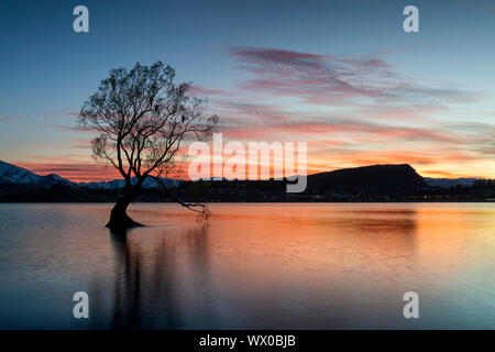 L'Wanaka Arbre avec ciel dramatique au lever du soleil, le lac Wanaka, Otago, île du Sud, Nouvelle-Zélande, Pacifique Banque D'Images