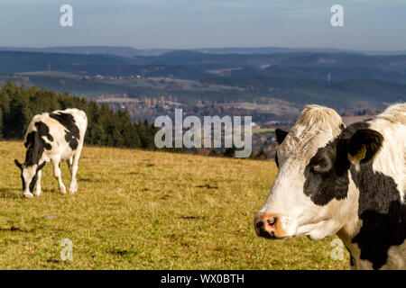 Vache avec une vue sur le paysage de forêt de Thuringe Banque D'Images