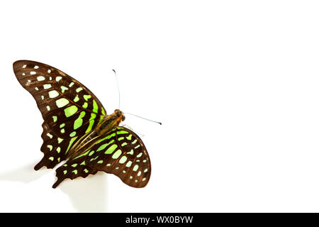 Graphium isolé sur fond blanc Banque D'Images