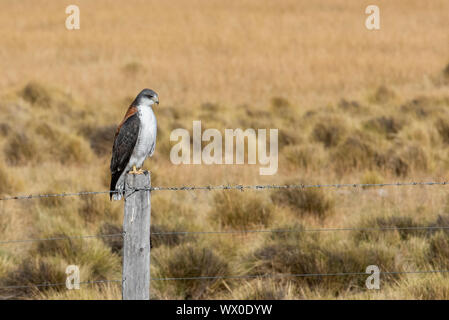 La Hawk (Variable hawk), le Parc National Los Glaciares, Province de Santa Cruz, en Patagonie, Argentine, Amérique du Sud Banque D'Images