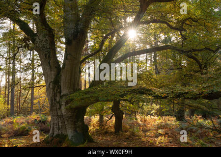 Mature magnifique hêtre étêtés Bolderwood dans sous le soleil d'après-midi d'automne, Parc national New Forest, Hampshire, Angleterre, Royaume-Uni Banque D'Images