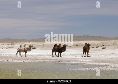 Des chameaux dans le désert de Mongolie, Mongolie, Asie centrale, Asie Banque D'Images